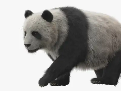 Giant Panda ANIMATED 3D model