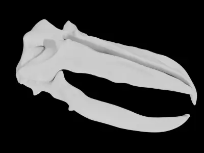 Whale Skull Low-poly 3D model