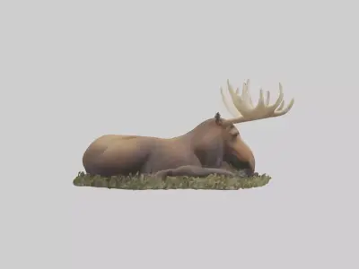 Sleeping Moose Model Low-poly 3D model
