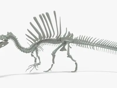 Spinosaurus Rigged Skeleton Low-poly 3D model
