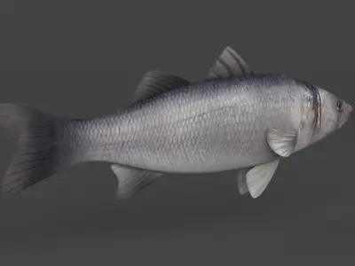 Seabass Fish 3D model purchase