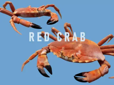 Animated Crab Low-poly 3D model