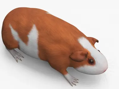 Smooth Coat Guinea Pig Brown White 