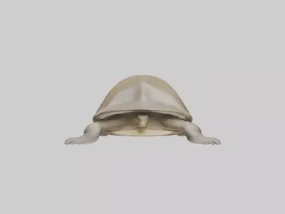 Ganges Softshell Turtle basking model 3D model