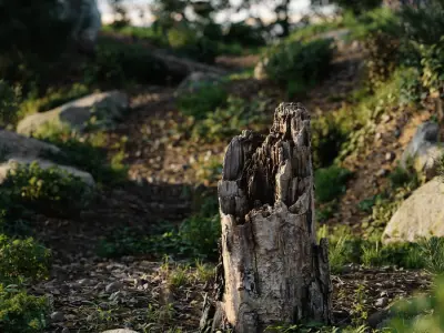  Medium Broken Decaying Stump Model 
