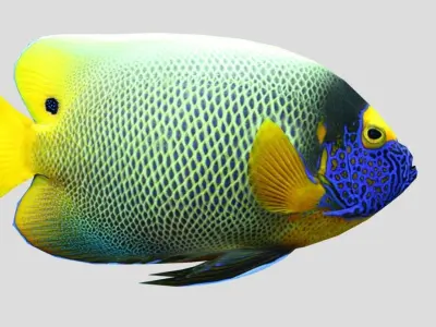 Blueface Angelfish Realistic Animated Low-poly 3D model