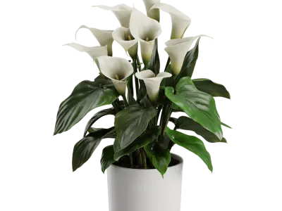  Calla Lily Plant Model  purchase