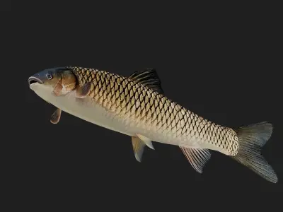 GrassCarp Low-poly 3D model