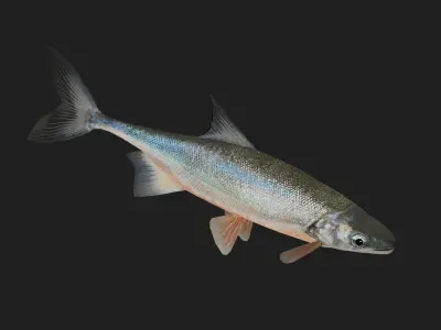 Carp fish Low-poly 3D model