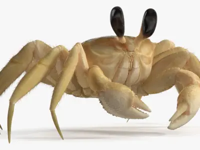 Ghost Crab Crustacean Beige Moving Pose Fur 