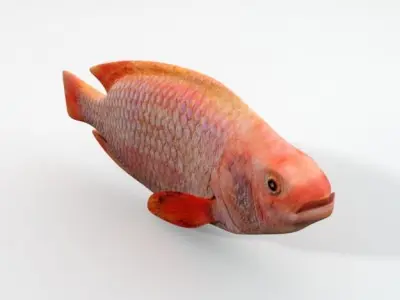 Mojarra parrot fish Low-poly 3D model