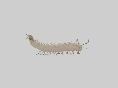 Eastern Tent Caterpillar Low-poly 3D model