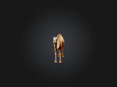 Realistic Camel Model Low-poly 3D model