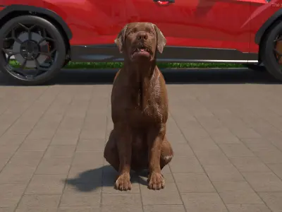 Brown Labrador Dog Begging Pose Fur Animated Rigged for Cinem... 3D model