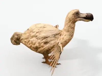Dodo - Raphus cucullatus Low-poly 3D model