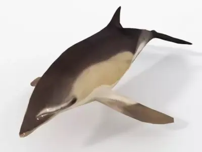 Dolphin Listed Low-poly 3D model