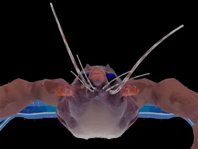 Atlantic colorful Lobster rigged 3D Model 3D model