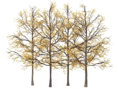 Mountain Ash Tree 08 3D model