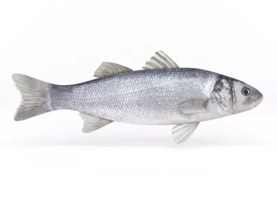 Seabass Fish 3D model get