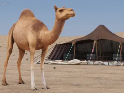  Dromedary Camel with Fur 