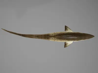 Sand Tiger Shark Low-poly 3D model
