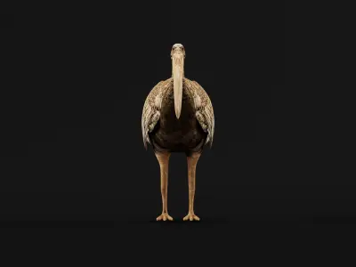 Giant Ibis Bird Low-poly 3D model