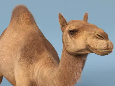  Dromedary Camel with Fur 