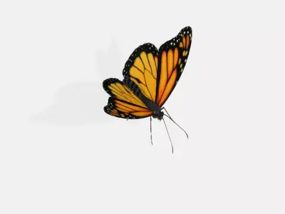 butterfly 3D model 9