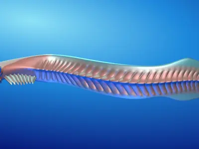 Pikaia 3D model