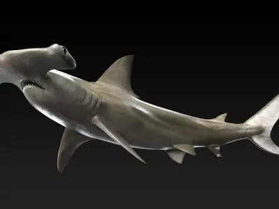 Hammerhead Shark with 3DS Max Octane Support Low-poly 3D model