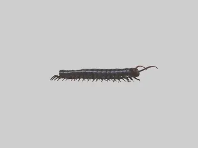 Giant African Millipede Low-poly 3D model