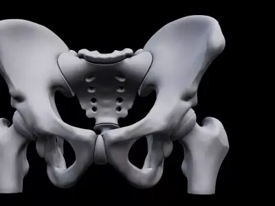 Realistic Human Pelvis Bone Anatomy 3D Model for Medical 3D print model