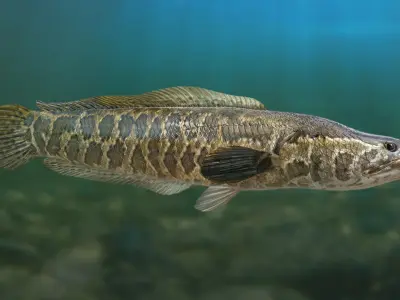 Snakehead fish Animated 3D model purchase