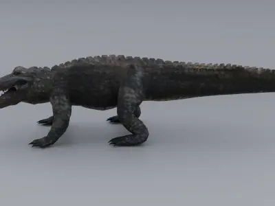 Alligator Low-poly 3D model