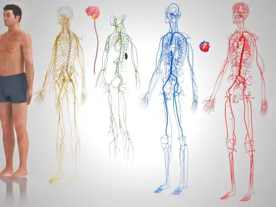 Cardiovascular lymphatic nervous System 3D model