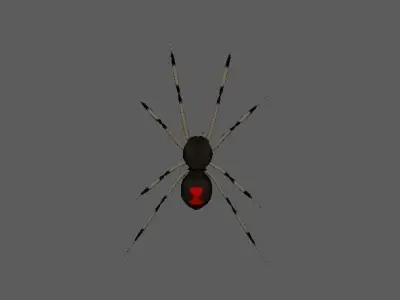 Spider Brown Widow 3D model