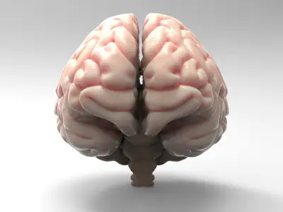 Brain 3D model