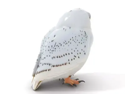 Majestic Snowy Owl model pack Low-poly 3D model