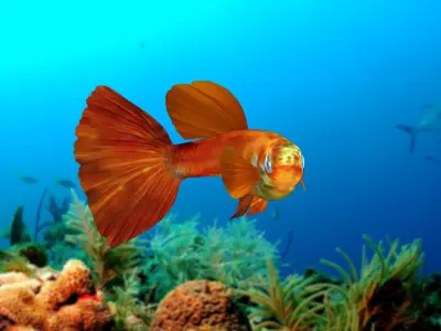 Guppy Fish 3D model