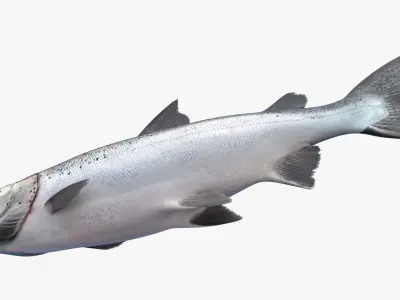  Salmon Rigged For Blender 