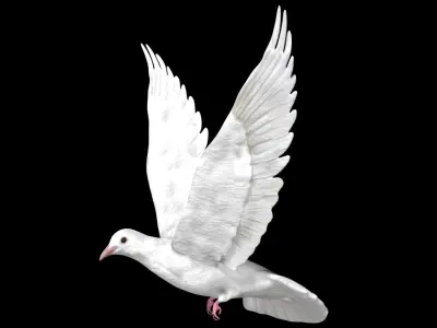 Dove white pigeon Low-poly 3D model