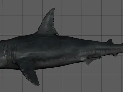 Shark 3D model 16