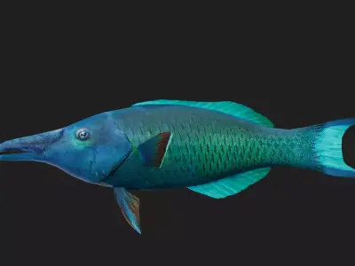Wrasse Low-poly 3D model 9