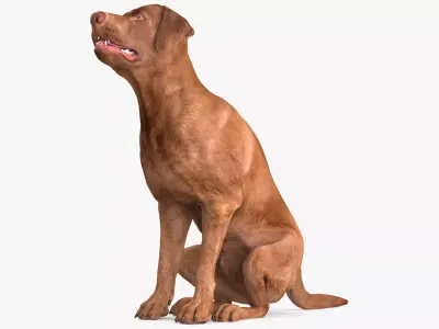 Brown Labrador Dog Begging Pose Animated Rigged for Cinema 4D 3D model