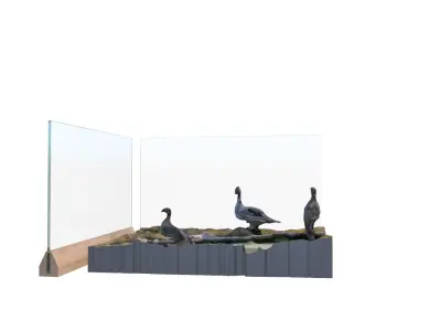 Bird display 2 3D model