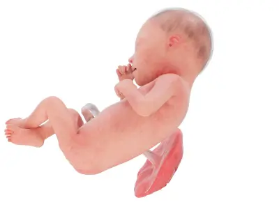 Fetus Anatomy Week 25 Static 3D model