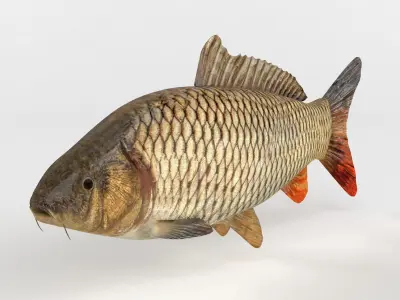 Carp Fish 3D model shop