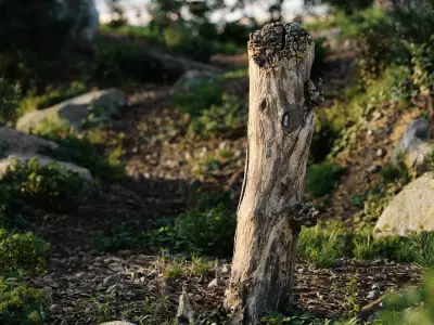  Tall Broken Split Bare Stump Model 