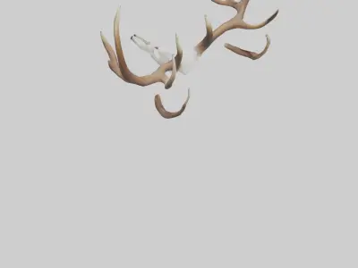 Deer Antlers Model Low-poly 3D model