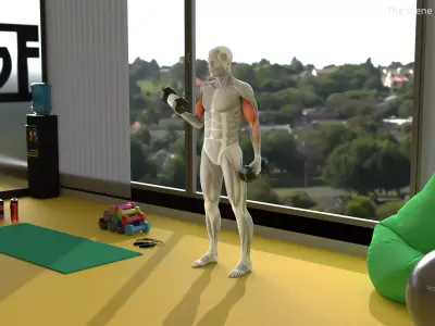 Male Muscular System Biceps Curls Animated Rigged Low-poly 3D model